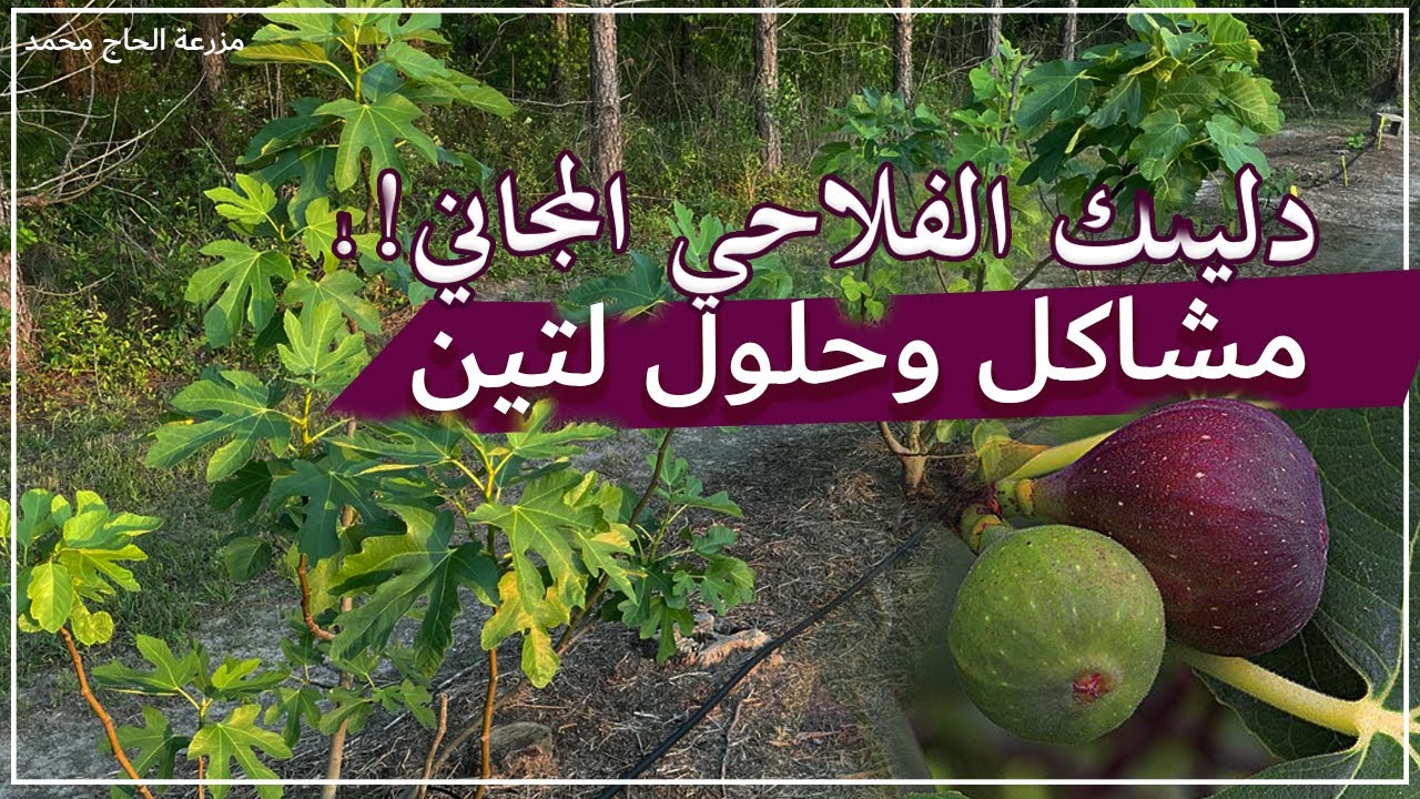 ماهو السر الحقيقي الذي يجعل اشجار التين تنمو وتنتج بكثرة مهما كانت الظروف المناخية ؟ | FIG TREE