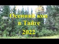 Осенний коп в Тайге 2022