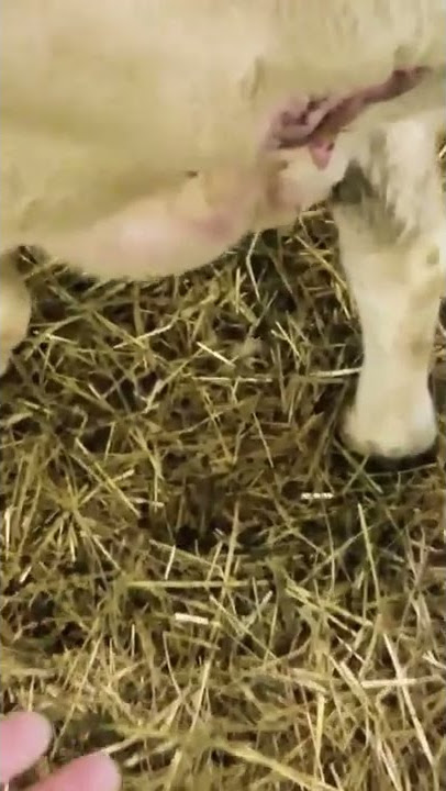 Udder Surprise. Mama Sheep hates it. Subscribe.Thanks.