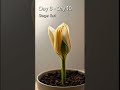 Flower Bud Opening – Timelapse