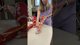 Brachial Plexus 2/22
