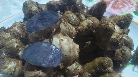 ngải đen trị ung thư