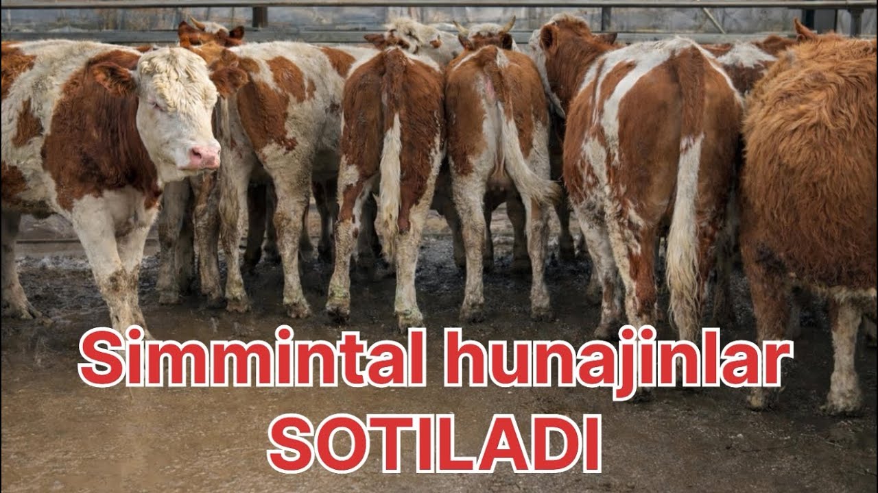 💯💯SIMMINTAL HUNAJINLAR ✅TOZZALARI BUNAQASI KAMDAN KAM ULGIRIB QOLING 🔥BUGʻOZLAR BOR