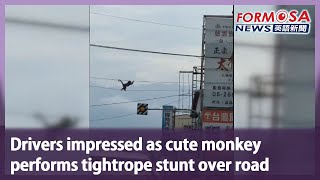 Drivers impressed as cute monkey performs tightrope stunt over road｜Taiwan News