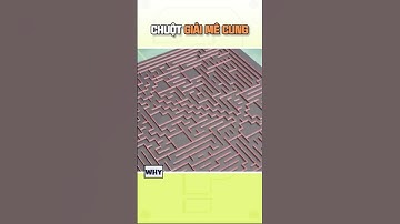 Chuột giải mê cung I Why