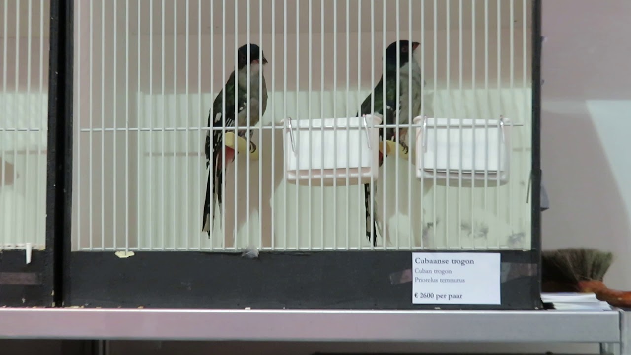 Cuban Trogon. Priotelus temnurus