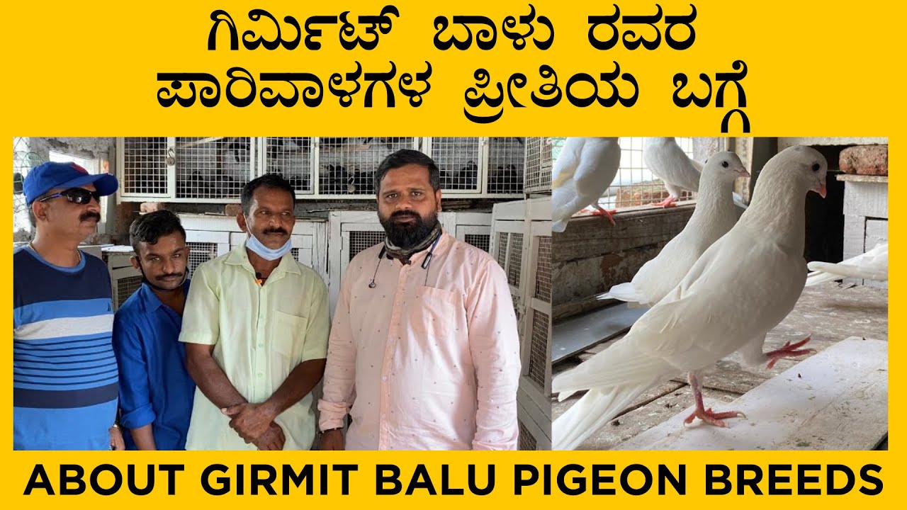 ಗಿರ್ಮಿಟ್ ಬಾಳು ರವರ ಪಾರಿವಾಳಗಳ ಪ್ರೀತಿಯ ಬಗ್ಗೆ | About girmit balu pigeon breeds