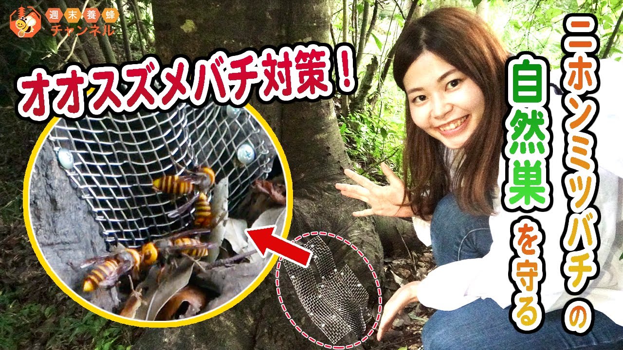 Protecting wild beehive in tree from Japanese giant hornet - YouTube