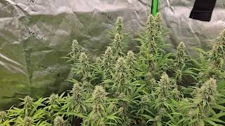 Moby Dick, Super Silver Haze and Banana Sapphire