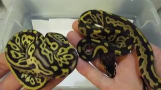 Celebrity Clutch #3 Pastel Leopard x Phantom Lesser Update Wealth