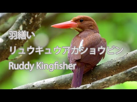 【羽繕い】リュウキュウアカショウビン Ruddy Kingfisher