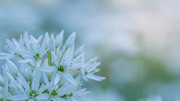 تحميل 中島美嘉花束mp3