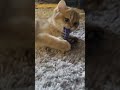 golden chinchilla golden_walnut kittenhood