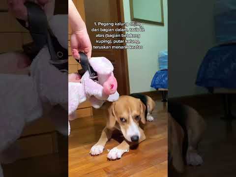 Video: Cara Menghentikan Anjing Menggigit di Mata Kaki dan Kaki