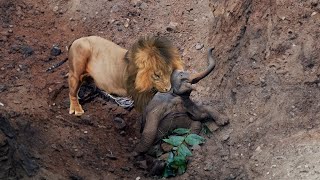 Tragic Moment! Abandoned Elephant Calf Found Itself in A Lion's Grasp