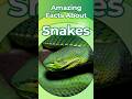|| Amazing Facts About Snakes || Snake Facts || Do They Have 15,000 3D Heat Sensors in Their Jaw?