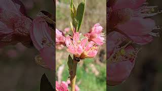 Red Haven Pfirsich Blühen