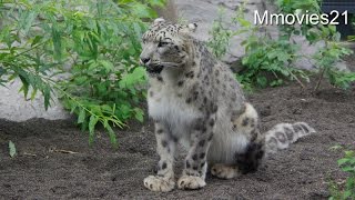Snow Leopard vomits 毛玉を吐くユキヒョウ
