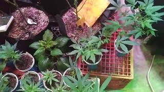 Organic Greenhouse Veg Side Update #8 #growstar #phlizon