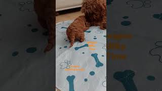 learning to walk cavapoo cavapoos cavadoodle doodles toy poodle poodles cavapoo puppies cutepuppy