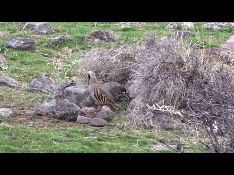 Keklik Avı (Bağlı) - الحجل طائر - куропатка - partridge