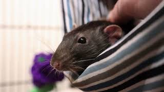 cute rats and weird music