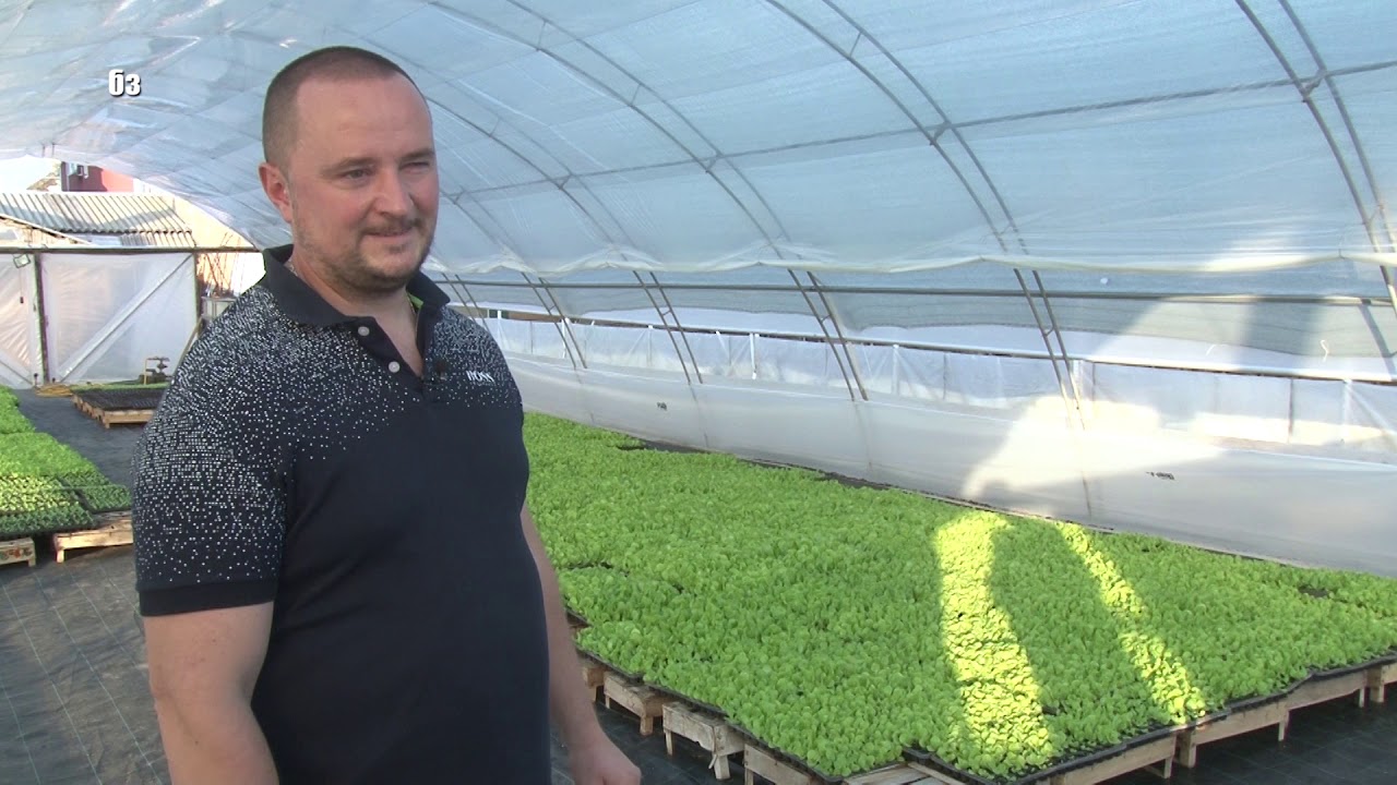 Profesionalna proizvodnja RASADA povrca na MALIM povrsinama - trikovi