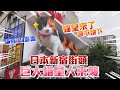日本新宿東口出現三花貓？「新宿東口の猫」會撒嬌會伸懶腰原來是超逼真3D影像