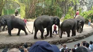 Elephant Show at bankok Safari World Thailand 🇹🇭