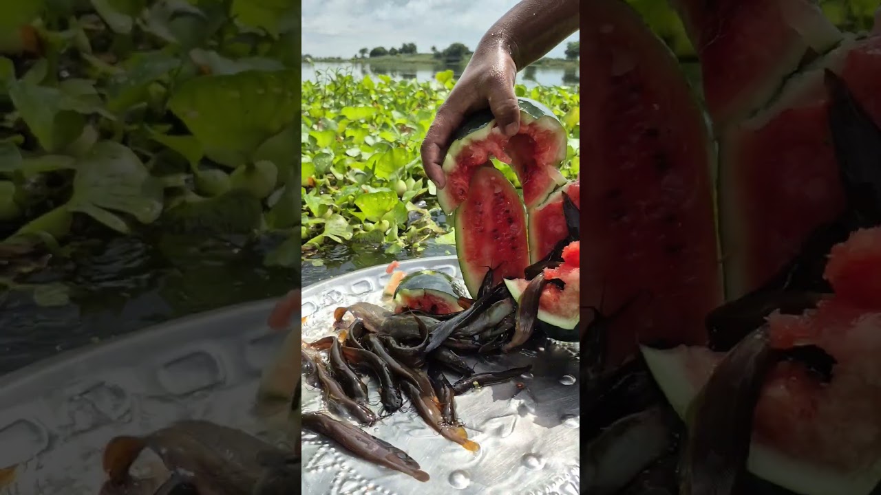 Unbelievable technique watermelon trap fishing 