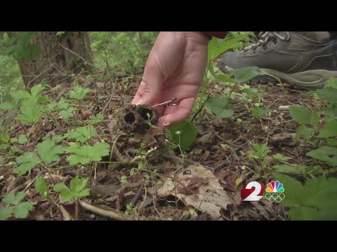 Cicada invasion and