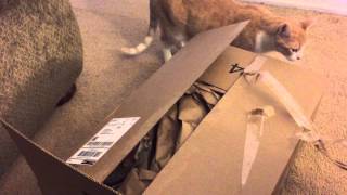 A tabby kitten hides in a box while another cat rubs on the box, unconcerned.