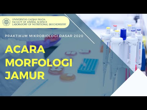 Praktikum Mikrobiologi Dasar 2020 Fapet UGM : Morfologi Jamur