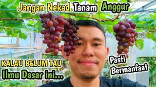 Don't be reckless in planting grapes if you don't know this grape science.