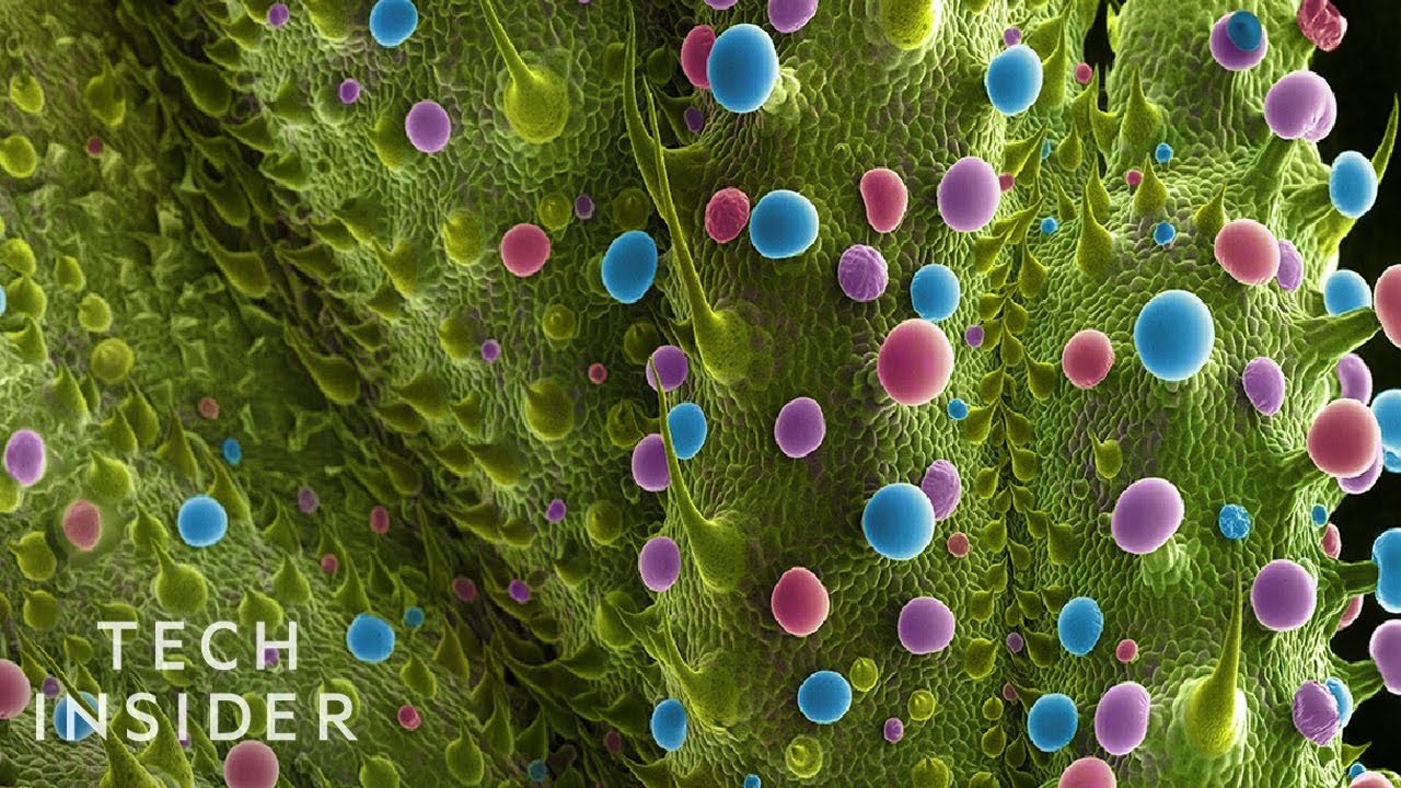 What Marijuana Looks Like Under A Microscope