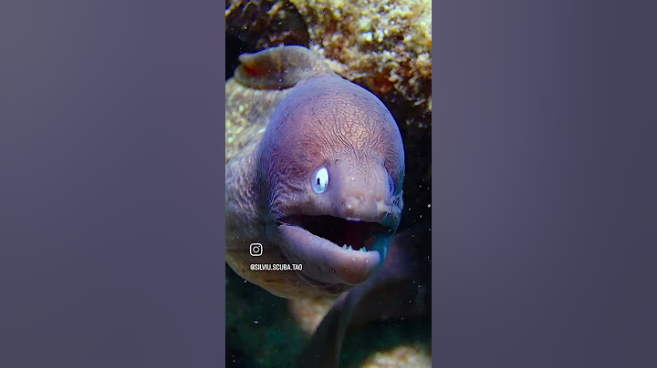 Close-up with this very curious White Eyed Moray Eel 😍