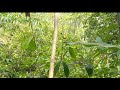 Pikat Burung Sirtu Liar Pakai Suara Ribut Mp3 - Mp4 Download