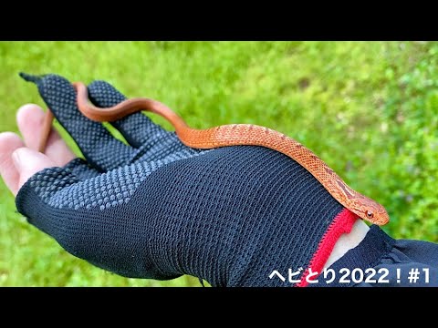 アルビノカラーのシマヘビ捕まえた！ (ヘビ採取2022！#1) - YouTube