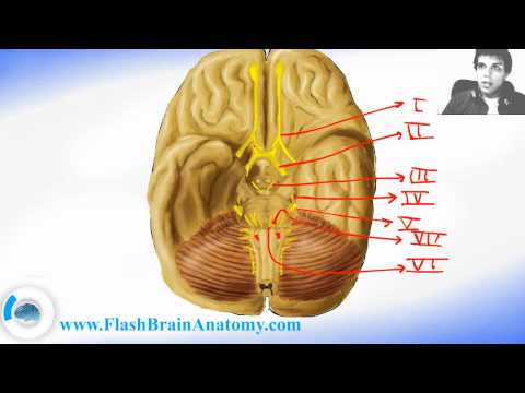 All 12 Cranial Nerves Anatomy Brain Anatomy Youtube