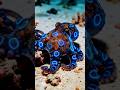 This Tiny Octopus Can Kill You in Minutes.. #youtubeshorts #naturefacts #nature #octopus