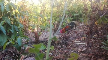 Bẫy gà rừng bị con đại bàng phá 2.1.2020(cuab qaib qus dav los ncaj chim kawg)