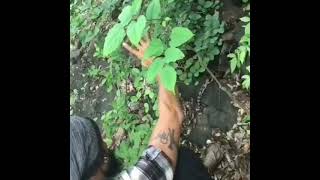 Indian Rock Python Released Safe