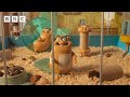 These hamsters love Casualty, sport... and ALL the dramas 😱 | Things We Love - BBC