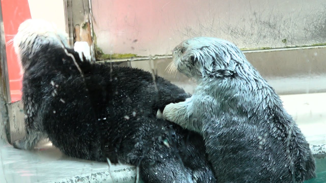 【ラッコ】キラちゃん、メイちゃんを守る I Sea otter 