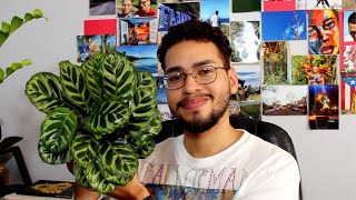 Pea Calathea Care Guide