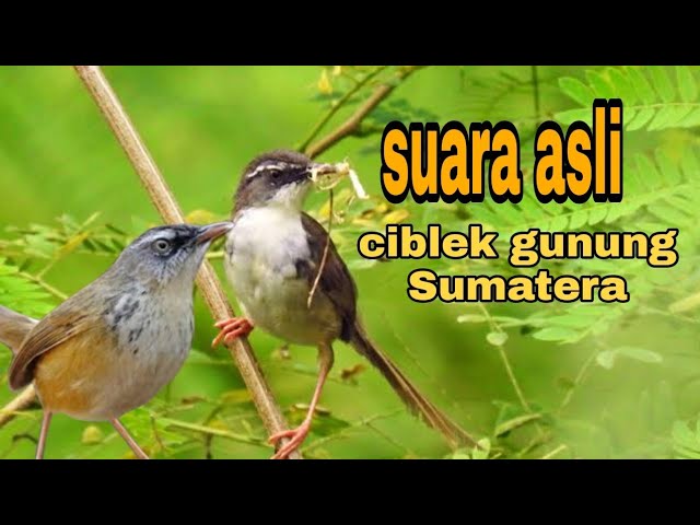 suara asli burung prenjak gunung /ciblek gunung Sumatera class=