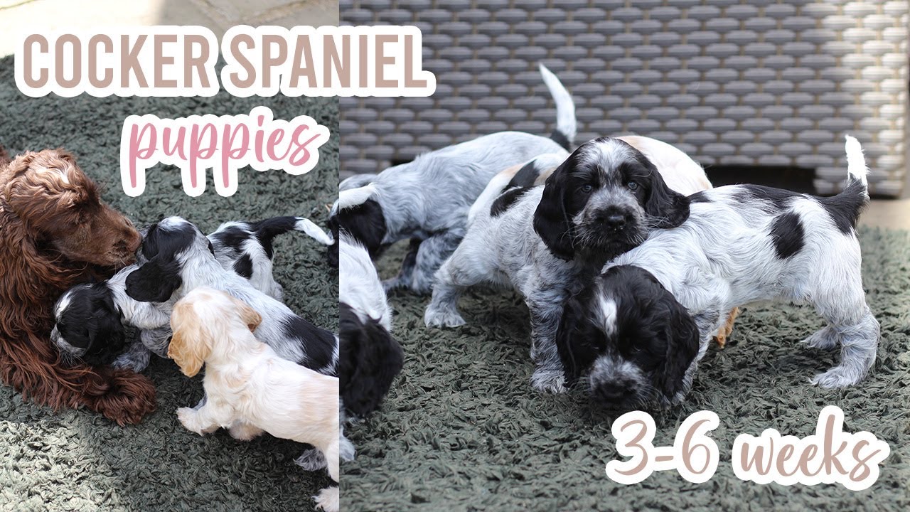 Cocker Spaniel puppies - Growing up so fast // Lollipop1996 - YouTube