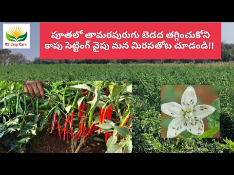 #పూతలో #తామరపురుగు బెడద తగ్గించుకోని  #కాపు సెట్టింగ్ వైపు మన #మిరపతోట చూడండి!!