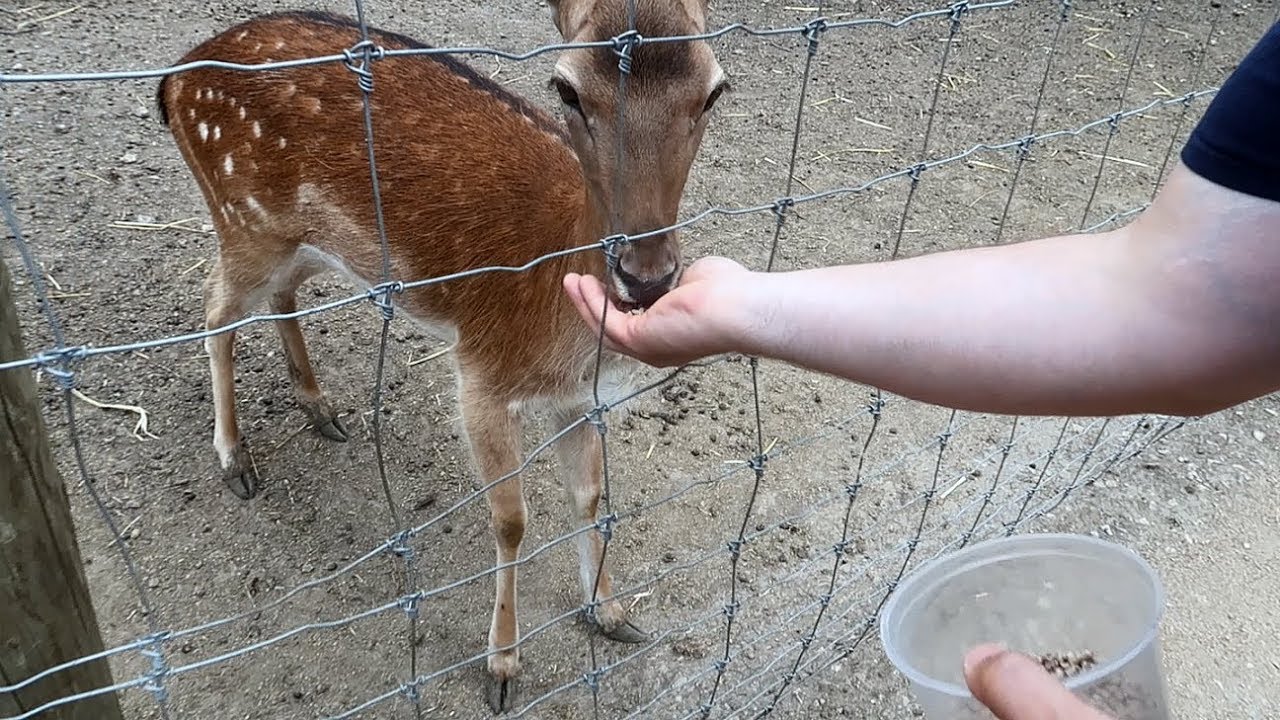 Feeding Cute Animals on a Wildlife Adventure YouTube