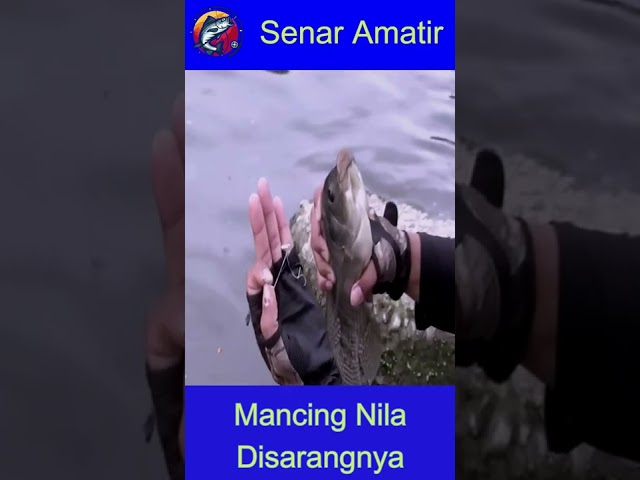 Mancing Nila Disarangnya | SENAR AMATIR #SHORT class=